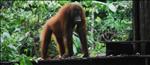meet orang-utans in borneo